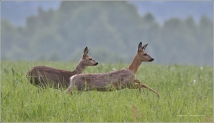 <p>SRNEC OBECNÝ (Capreolus capreolus) Šluknovsko - Jiříkov /European roe deer - Reh/</p>